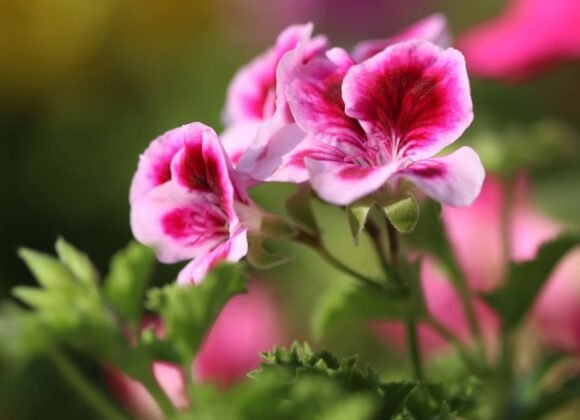 عطر الورد مقابل عطر ابرة الراعي