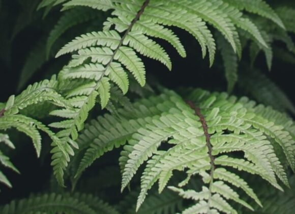 عائلة العطور الفوجير عائلة العطور الفوجير