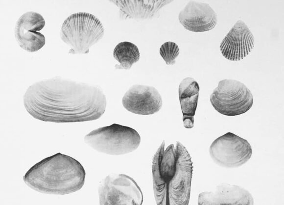 Various seashells are pictured in black and white.
