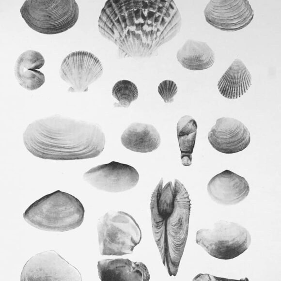 Various seashells are pictured in black and white.